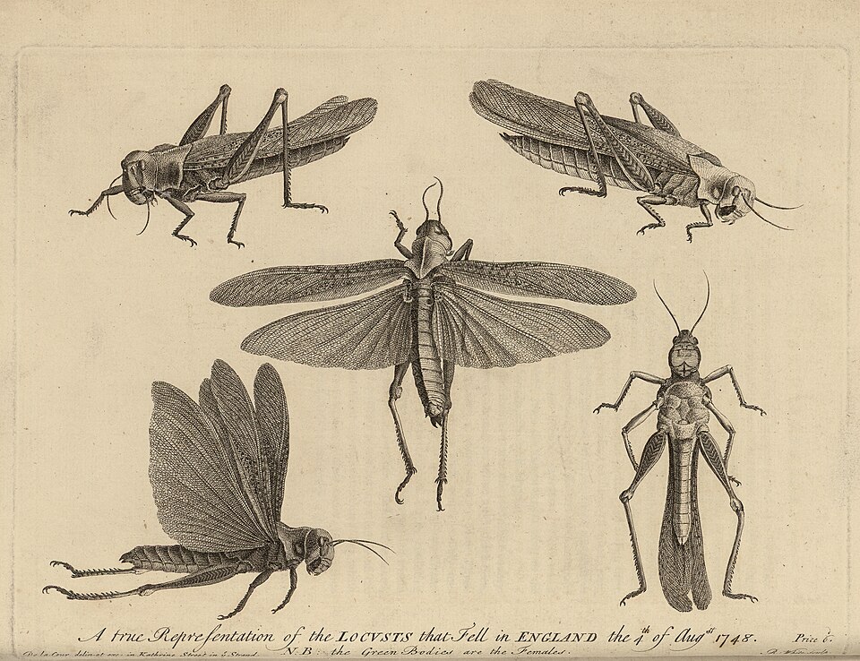 File:Diagrams of Locusts which swarmed over England in 1748.jpg